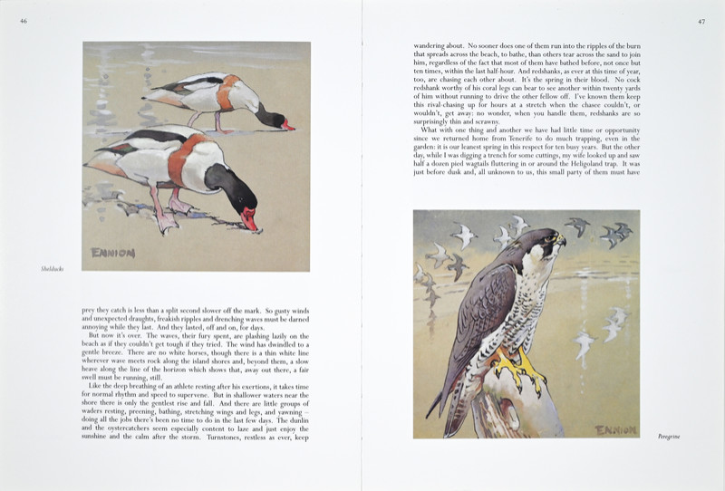 A Life of Birds Page