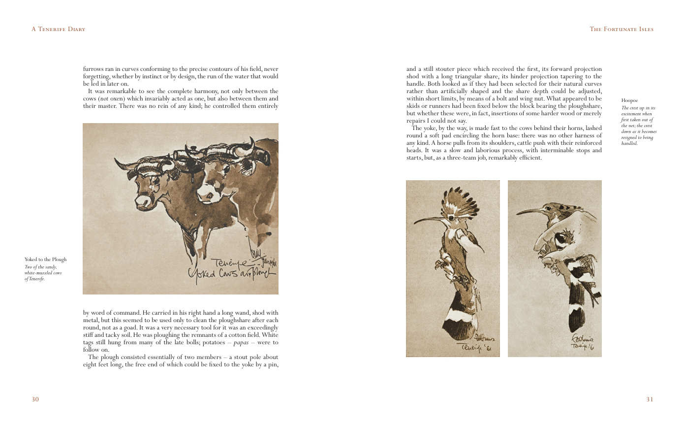 A Tenerife Diary, Eric Ennion