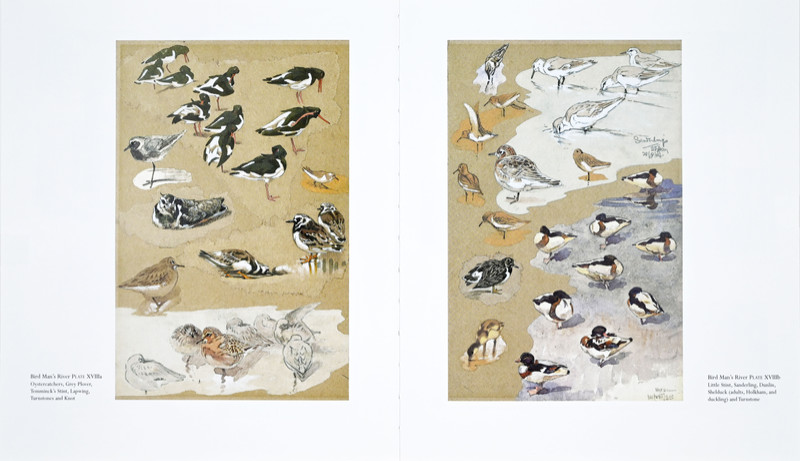 One Man's Birds Page